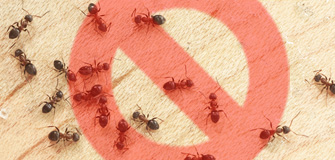 Ants Control - Gapoon Services