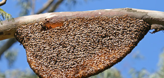 BeeHive Removal - Gapoon Services
