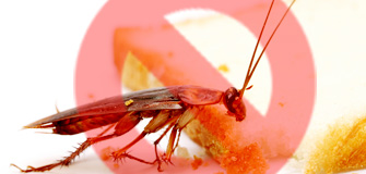 Cockroach Control - Gapoon Services