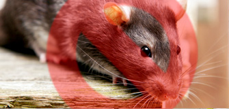 Rodent Control - Gapoon Services